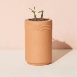 Bonsai Terracotta Kit By Modern Sprout